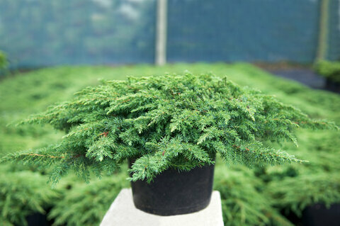 Jalovec obyčejný Green Carpet 25/30 cm, v květináči Juniperus communis Green Carpet